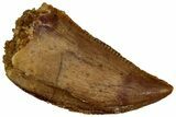 Serrated Raptor Tooth - Real Dinosaur Tooth #297760-1